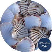 8945 - Sea Washed - Scallop Shell Cups